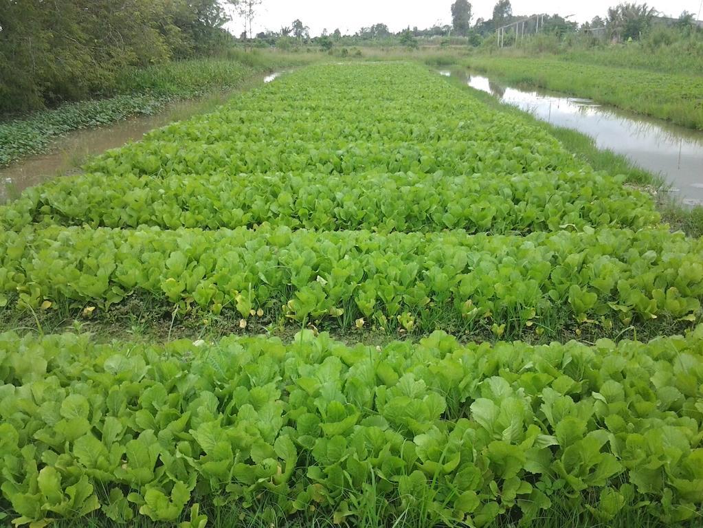 Green Village 1 Cần Thơ Ngoại thất bức ảnh