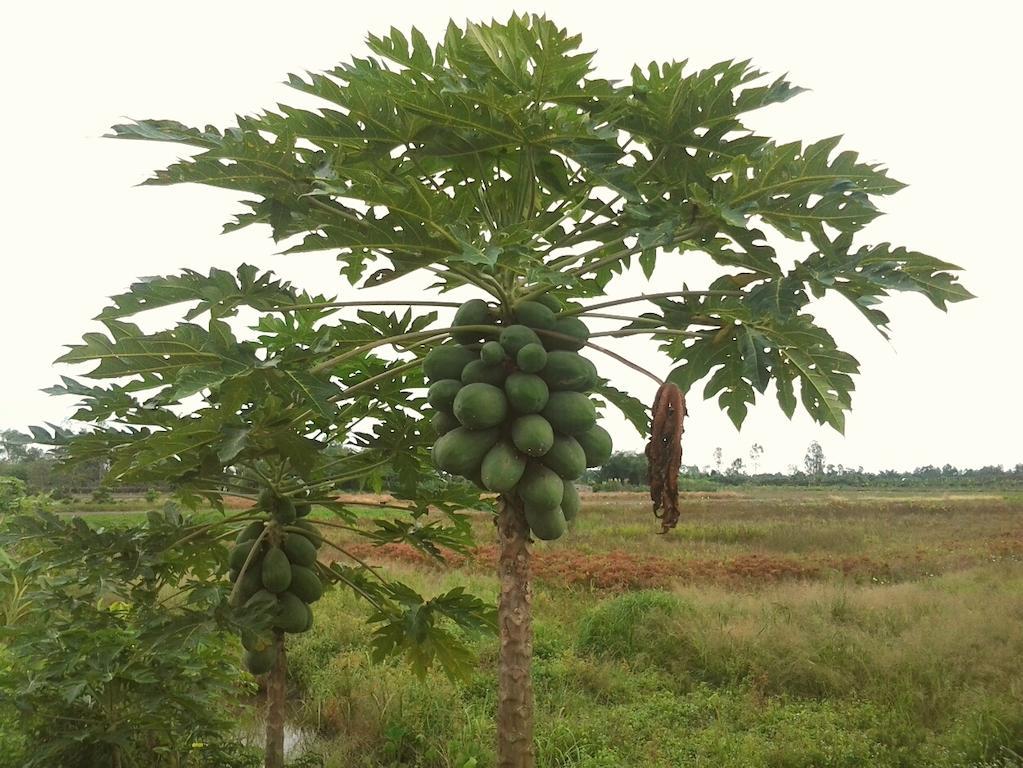 Green Village 1 Cần Thơ Ngoại thất bức ảnh